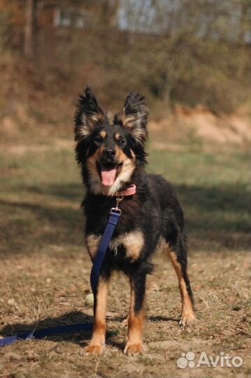 Собака в добрые руки