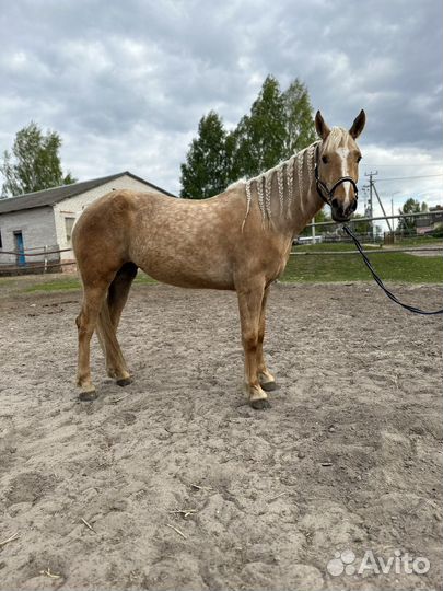 Молодая лошадь