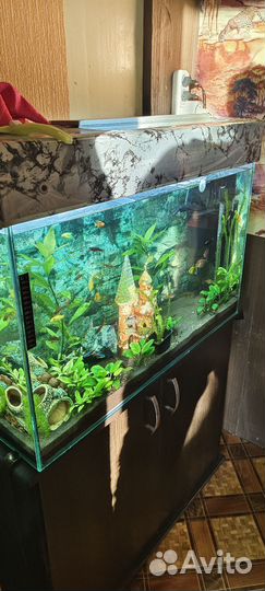 Аквариум