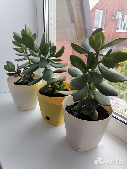 Толстянка денежное дерево