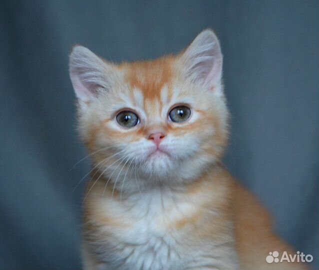Британский котенок шиншилла мпльчик