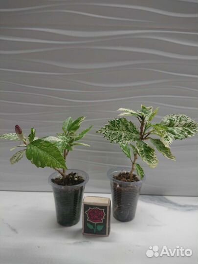 Гибискус snow queen