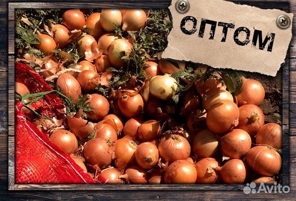 Лук оптом
