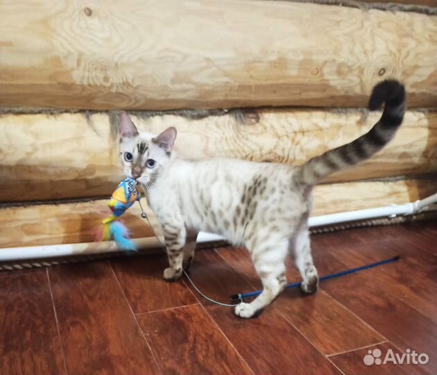 Бенгальский котик