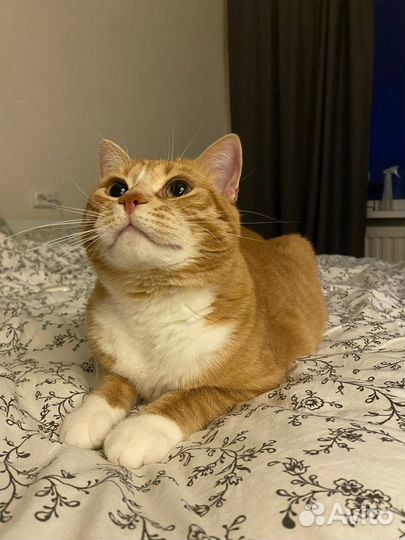 Посижу с вашим котиком Передержка котов Кэтситтер