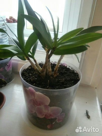 Орхидея денробиум