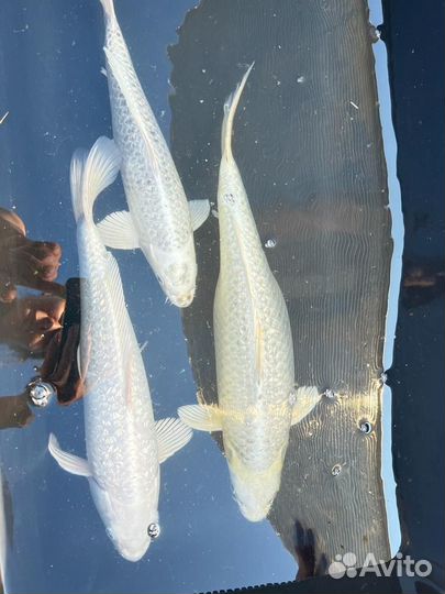 Карп кои малек