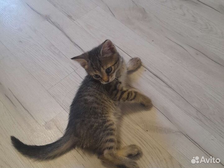 Кошки в добрые руки бесплатно