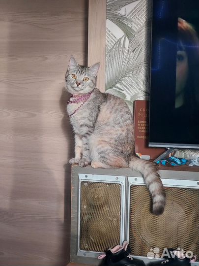 Шотландская кошка вязка