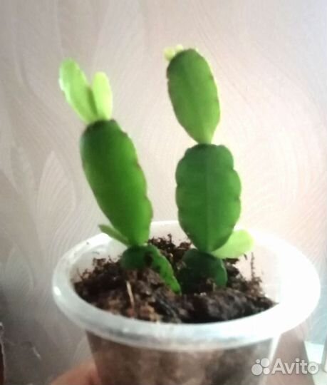 Декабрист шлюмбергера