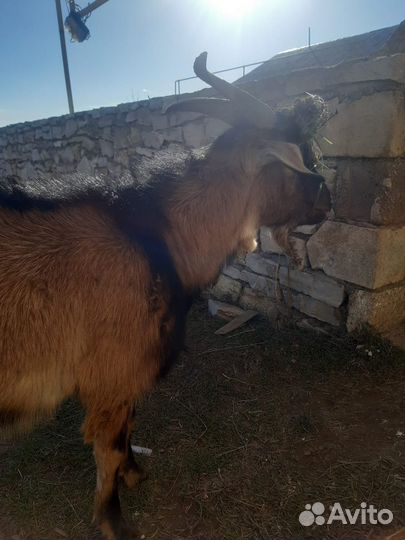 Продам козла