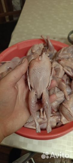 Корм для животных собак кошек кур