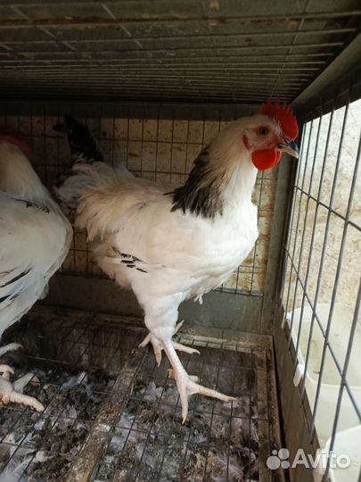 Петухи/утки/цесарки/гуси