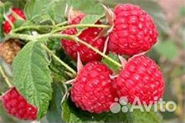 Малина саженцы сорт Бабье Лето и Таруса