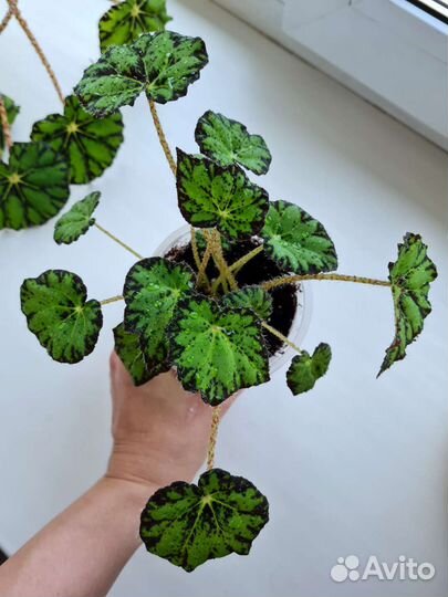 Бегония тигровая