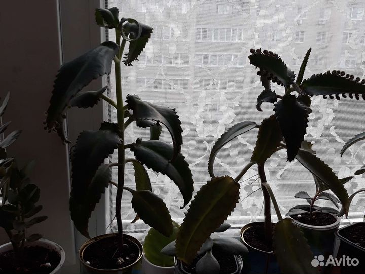 Каланхоэ лечебное