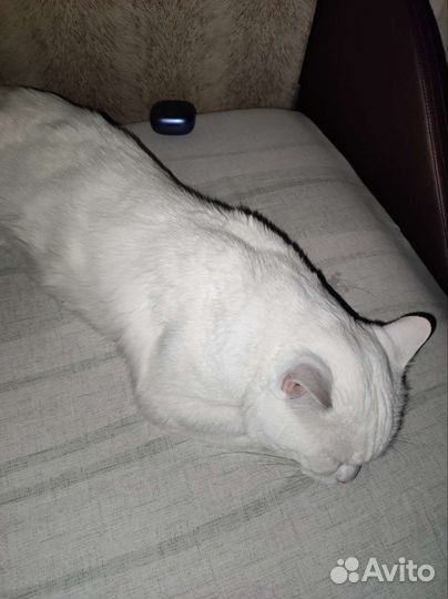 Отдам кота в хорошие руки