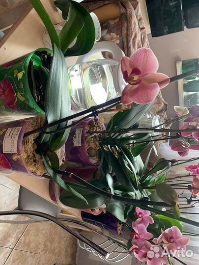 Орхидея фаленопсис реанимашки сортовые