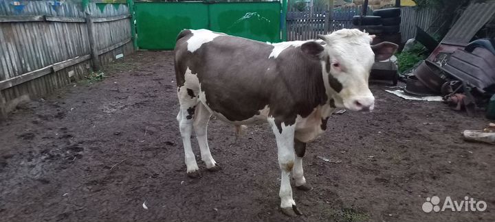 Продам быка