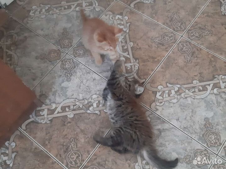 Котята в дар бесплатно