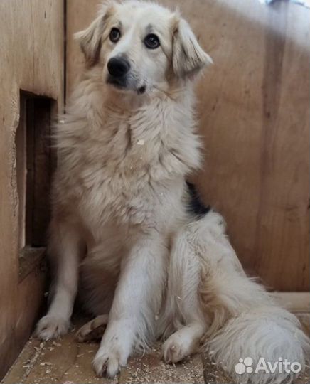 Очаровательная Ванесса ищет добрые ручки