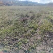 Участок 6 га (СНТ, ДНП), Ходжалы