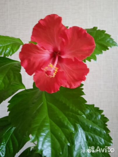 Гибискус-отросток