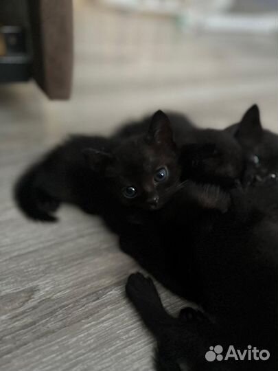 Бомбейские котята
