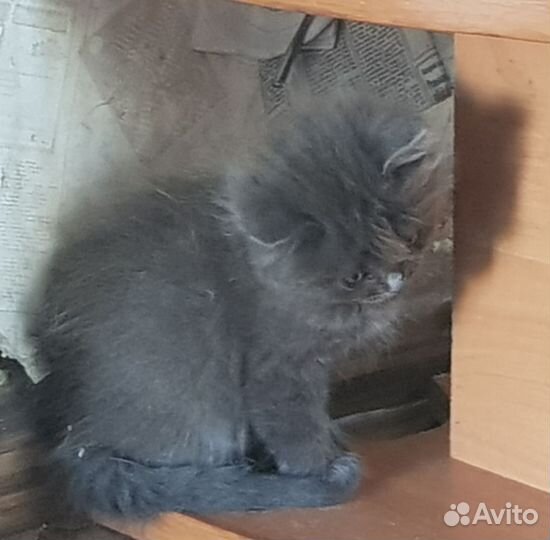 Отдам в добрые руки