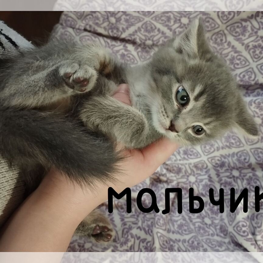 Шотландские котята