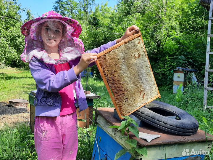 Пчелосемьи