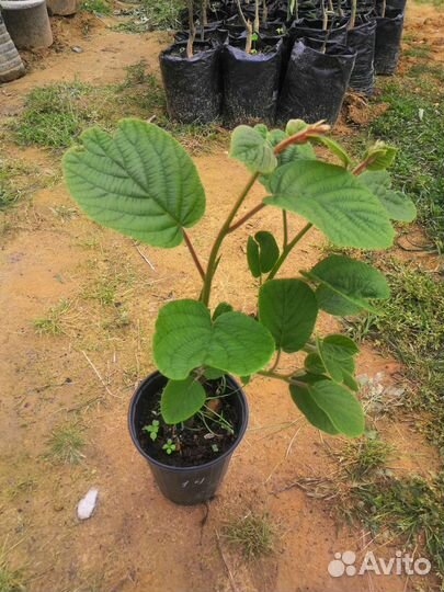 Саженцы Киви хейворд