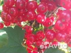 Красная смородина