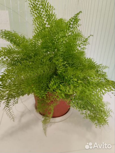 Папоротник