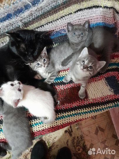 Отдам котят в добрые руки