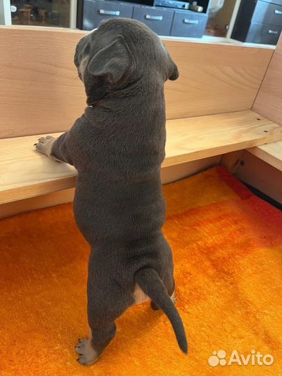 Щенок Американского Булли