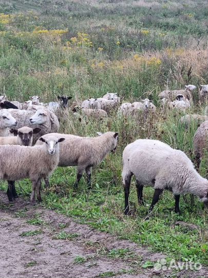 Овцы и бараны