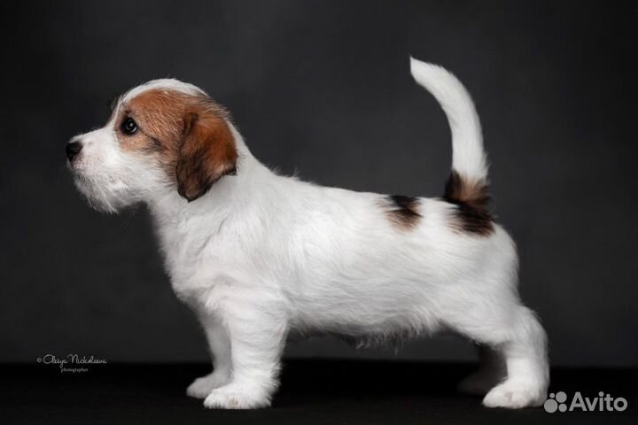 Джек Рассел терьер