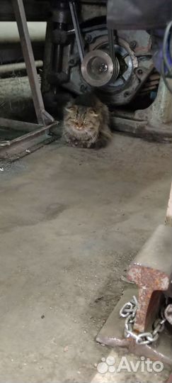 Заберите кошечку