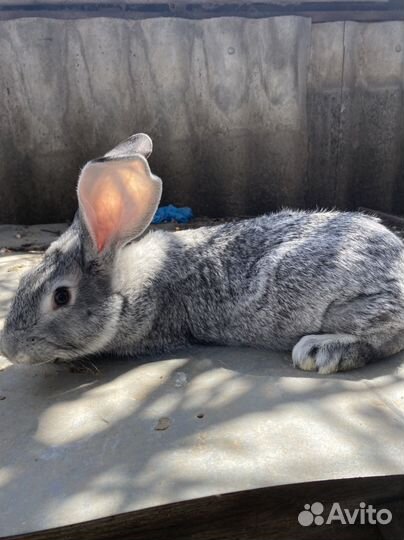 Полтавское серебро