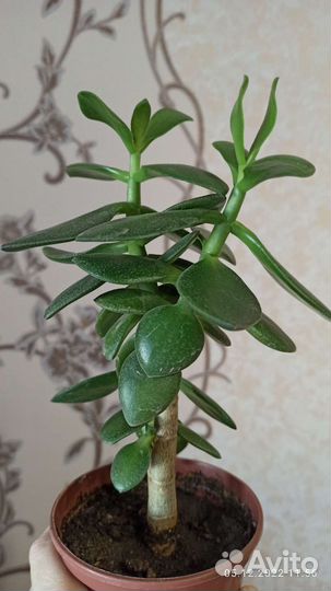 Денежное дерево, толстянка