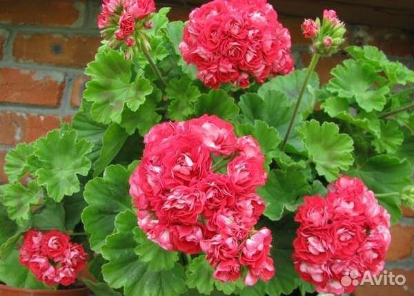 Пеларгонии сортовые