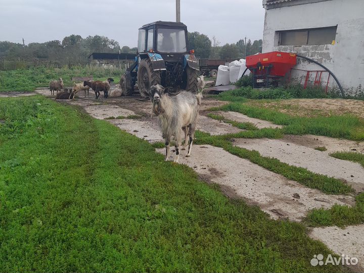 Романовской овцы матку