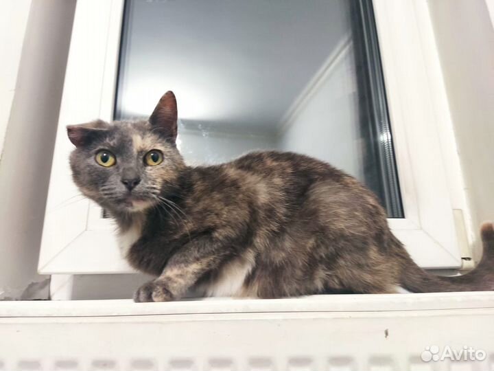 Кошка в дар