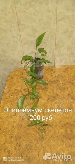 Сциндапсусы