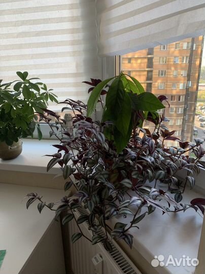 Традесканция