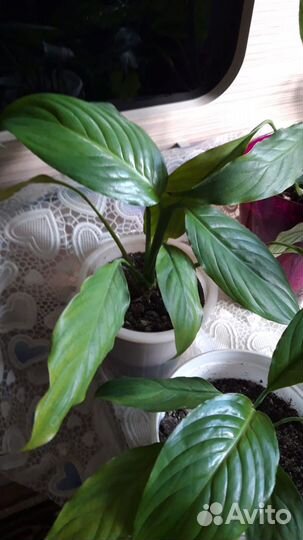 Спатифиллум Женское счастье