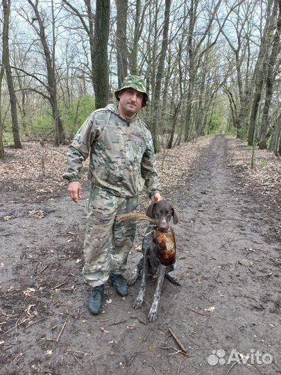 Натаска собак