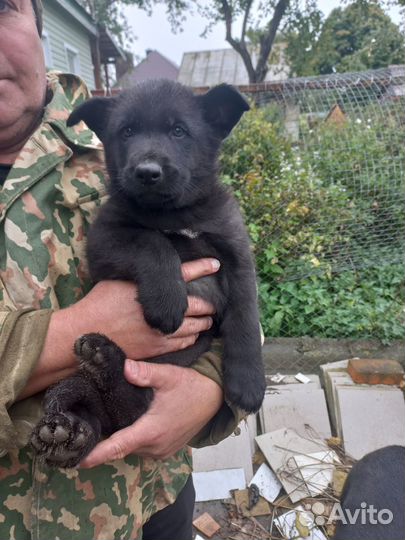 Продам щенков восточноевропейской овчарки