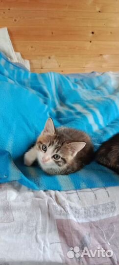 Кошки в добрые руки